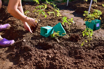 planting tomato seedlings in the soil