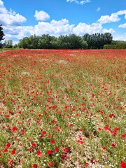 Champs de coquelicots en Provence
