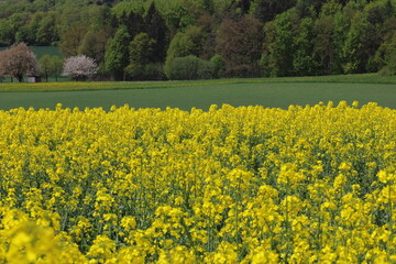 Obraz premium scenic view of a beautiful rape field