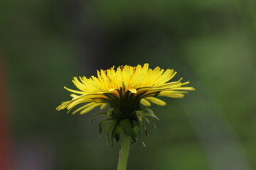 close of blooming flower dandelion