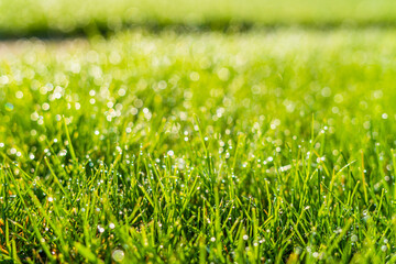 Morning dew on green grass close-up. Summer rain drops