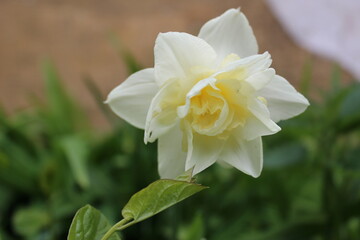 Obraz na płótnie Canvas daffodil in a garden