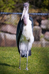 Marabou Stork