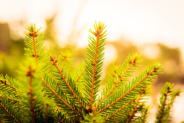 Branches of a young spruce. Close up view