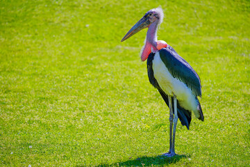 Marabou Stork