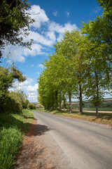 Fototapeta na wymiar Hampshire, England, UK. 2021. Tree lined road in the Hampshire countryside at Totford south of Basingstoke During Springtime.