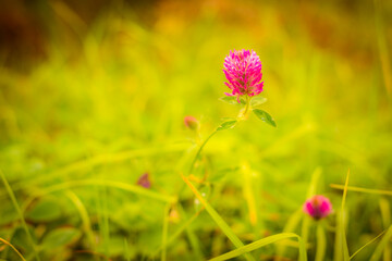 Obraz na płótnie Canvas Red clover in the grass. Close up view from ground level