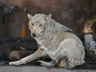 Eurasian Wolf (Canis lupus), male, lies