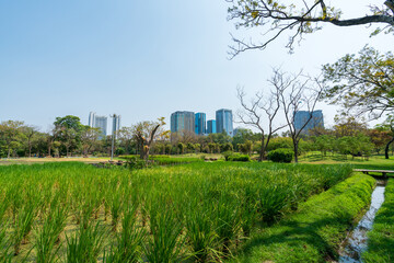 Fototapeta na wymiar City park under blue sky with building background