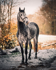 horse standing in the snow