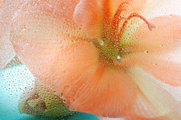 Orange color flower behind wet glass. Floral concept macro background	