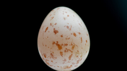 a great tit egg on dark background