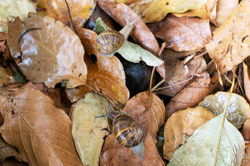 Top view close up photography of two snails sliding over autumn fall leaves