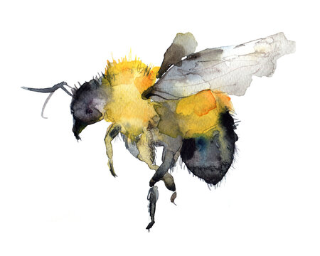 Watercolor bee In flight hand painted Illustration isolated on white background. Summer symbol for holiday, postcard, poster, banner, children's illustration and web.