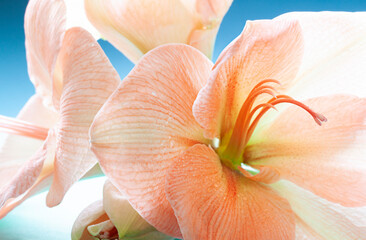 Fototapeta na wymiar Pastel orange Amaryllis flower bloom close up. Floral abstract macro