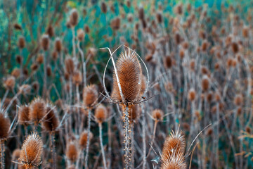 Teasels (Dipsacus Fullonum) growing on a field in autumn. With copy space and blurred bakground.