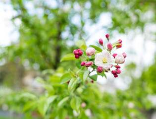 Apple blossom in spring on a tree, white and pink flowers blooming on an apple tree, close up of a flower, blurred background