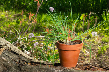 Chives growing on a pot that is put over a fall tree stump with garden blurred background