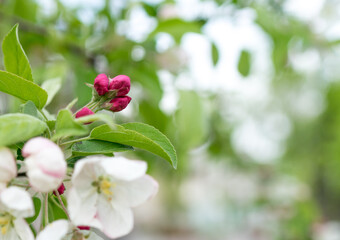 Fototapeta premium Apple blossom in spring on a tree, white and pink flowers blooming on an apple tree, close up of a flower, blurred background