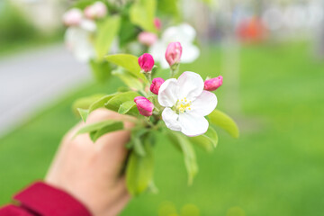 Apple blossom in a hand, spring season in Europe, white and pink flowers on a tree branch, green blurred background, selective focus, apple tree in a botanical garden