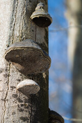tree trunk with mushrooms