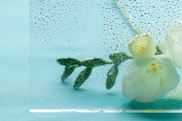 White freesia flower behind wet glass. Spring or summer floral concept macro background