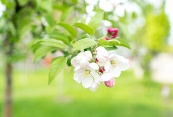 Apple blossom in spring on a tree, warm sunny weather, white and pink flowers blooming on a tree