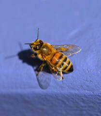 Honeybee on a blue surface