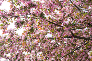 pink cherry blossom in spring, Sakura Kanzan. Prunus serrulata. Cerasus serrulata. Sekiyama. Japanese cherry blossom, spring season