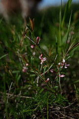 berries on a bush