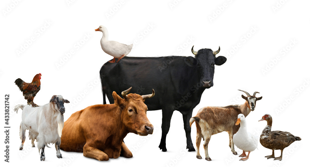 Wall mural Group of different farm animals on white background