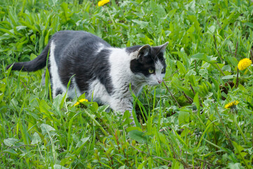   The black and white cat hunts in the green grass.