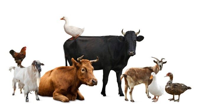 Group of different farm animals on white background Stock Photo | Adobe  Stock