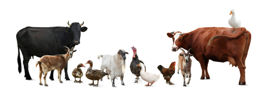 Group of different farm animals on white background. Banner design