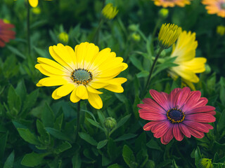 Osteospermum Ecklonis or African Daisy, catchy bright yellow color and dark red one, in garden.