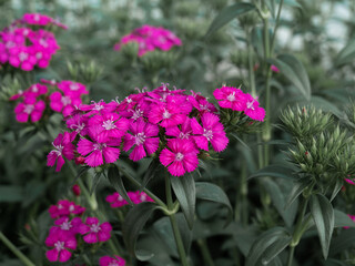 Dianthus Barbatus Diabunda or Sweet William. This plant have showy eye-catching flowers in variety of color, this one gives shocking vivid pink. Diabunda Rose.