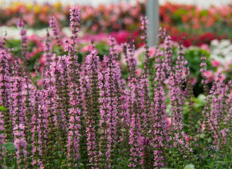 Fototapeta premium Pink Salvia in field. Lovely flowers with upright long stems, in bloom, magnet for butterflies, hummingbirds and bees.
