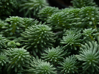 Amazing green of Sedum pulchellum 'Sea Star'. A succulent plant with fleshy, needle-like, mid- to bright green leaves.