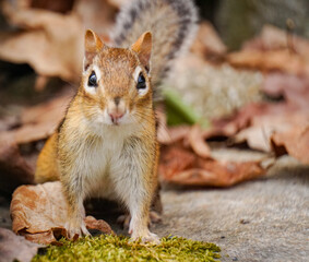 Chipmunk Eating and Looking For Food in Maine Woods Springtime