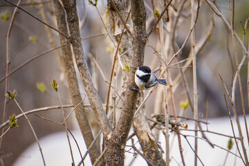Chickadee Bird on Branch in Maine Springtime