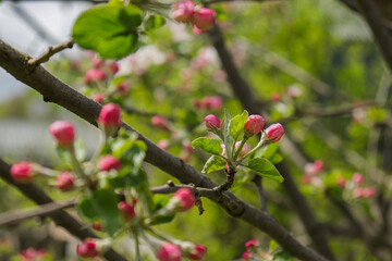 Cherry Blossom Festival. Sakura flowers in spring over blue sky. Tree buds in spring. Young large buds on branches against blurred background under the bright sun.

