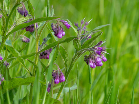 common comfrey (symphytum officinale) blooming
