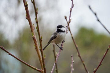Chickadee Bird on Branch in Maine Springtime
