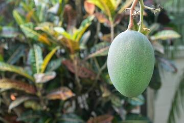Closeup of fresh green mango fruit growing on the tree, not ripe, with green leaves and palm trees in the backgroud.