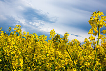 Rzepak rape