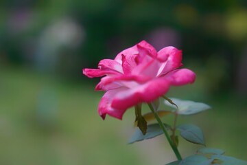 Rose nature in the garden and with bokeh as background 