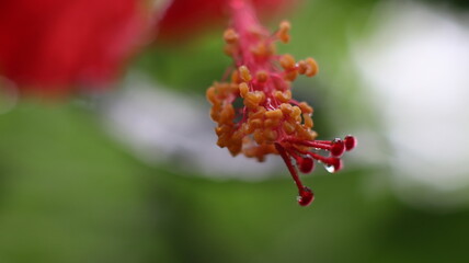 bee on flower red hybiscus