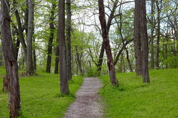 The empty hiking path though the wooded area.