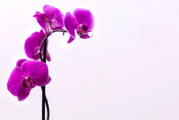 Poster Purple orchid macro. Grey background © Anna
