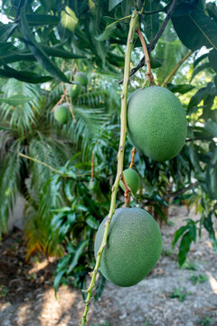 Closeup of fresh green mango fruit growing on the tree, not ripe, with green leaves and palm trees in the backgroud.